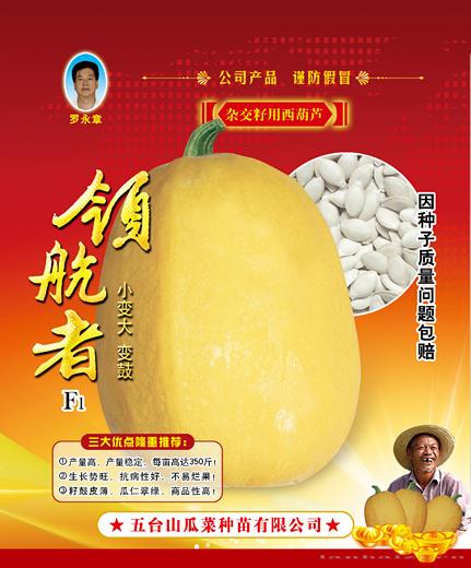 供应领航者西葫芦种子 