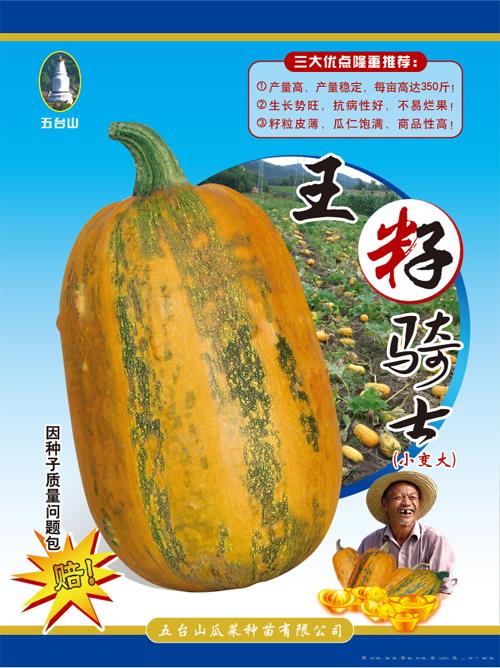 供应玉籽骑士——西葫芦种子 