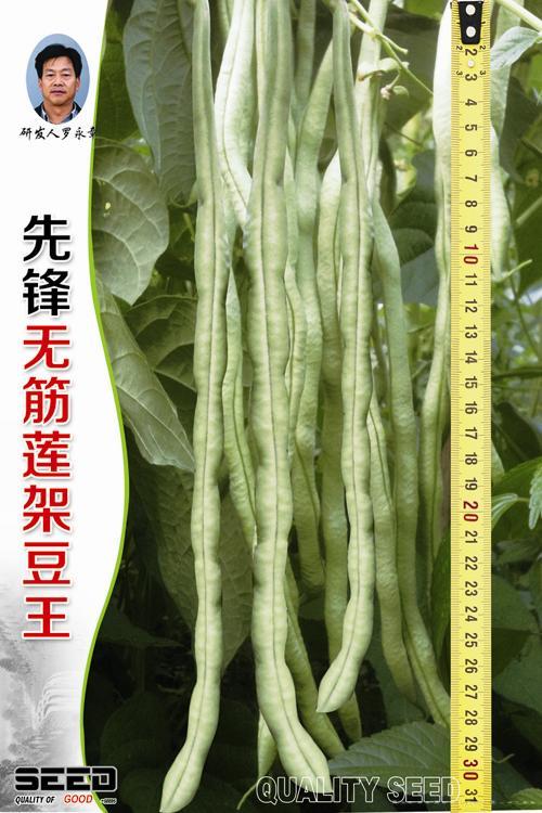 供应先锋无筋莲架豆王-架豆种子 