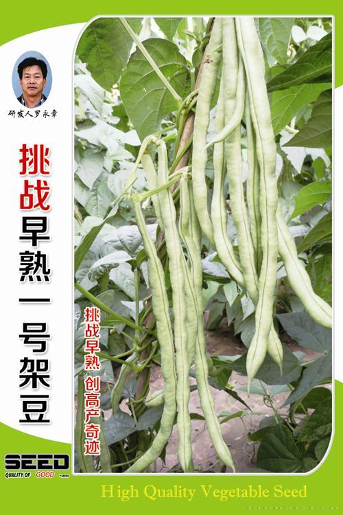 供应挑战早熟一号架豆-架豆种子 