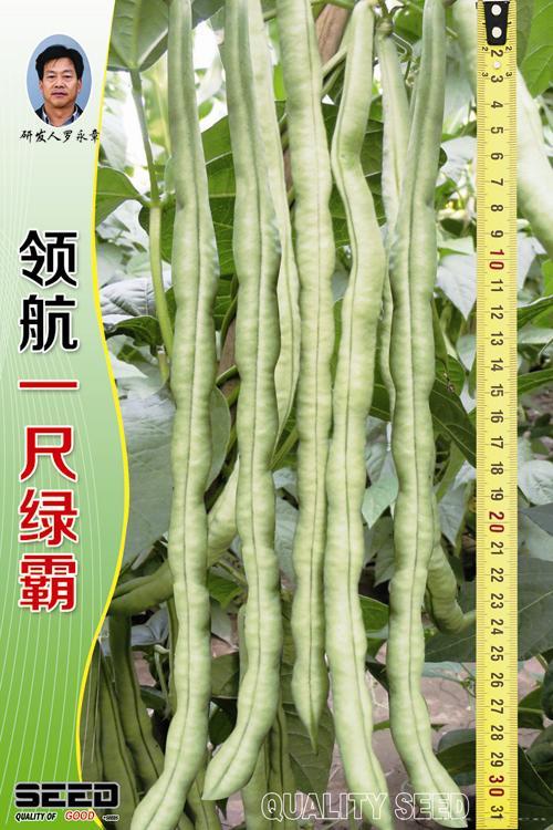供应领航一尺绿霸-架豆种子 