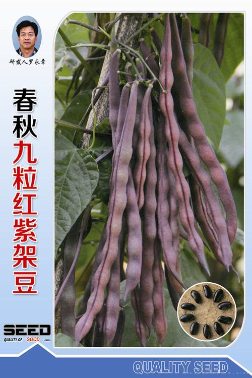 供应春秋九粒红紫架豆-架豆种子 