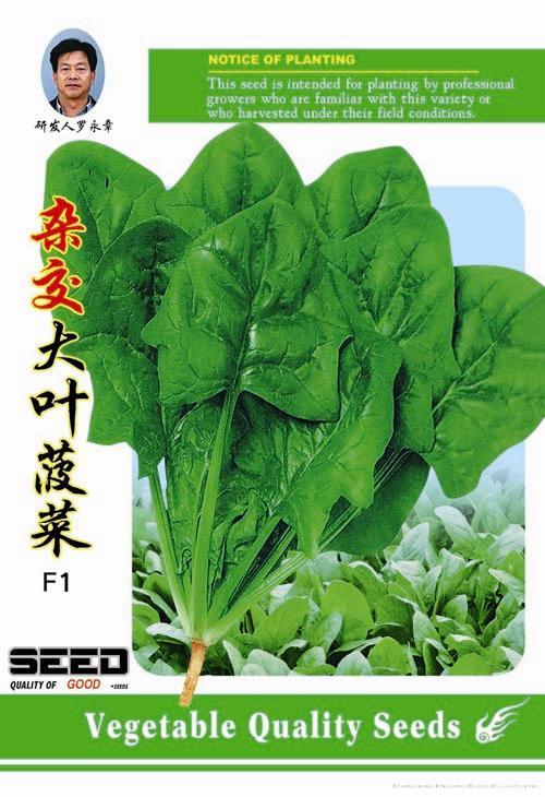 供应杂交大叶菠菜-菠菜种子 