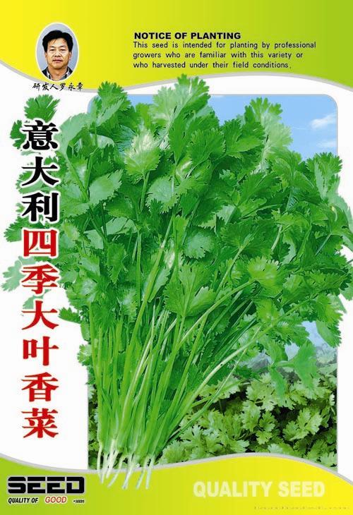 供应意大利四季大叶香菜-香菜种子 