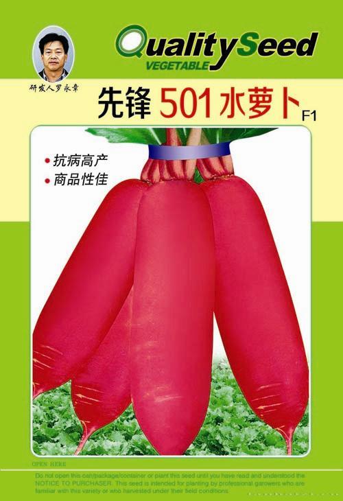 供应先锋501水萝卜-萝卜种子 