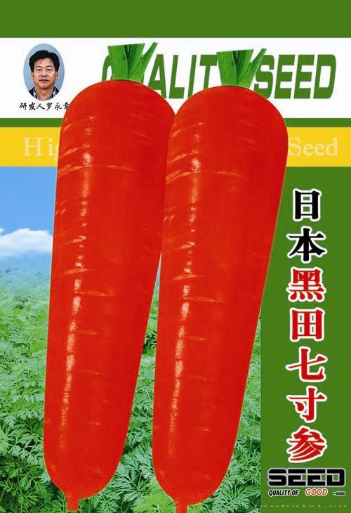 供应日本黑天七寸参-萝卜种子 
