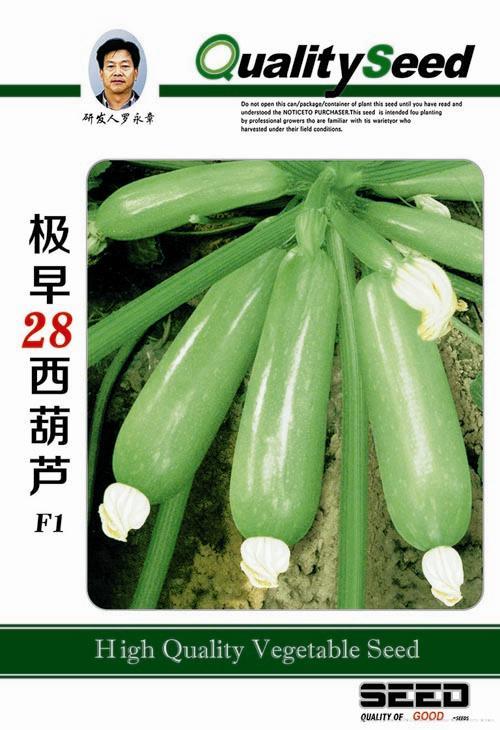 供应极早28西葫芦-西葫芦种子 