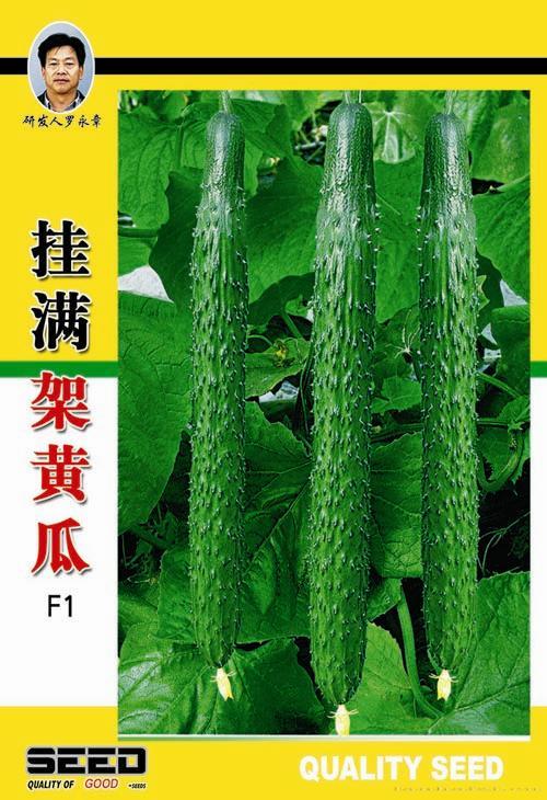 供应挂满架黄瓜-黄瓜种子 