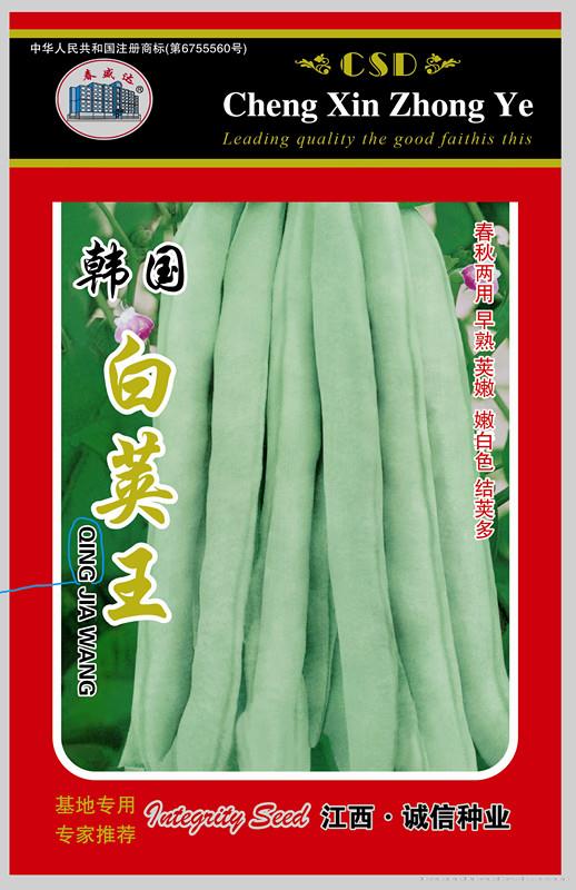 韩国白荚王—菜豆种子