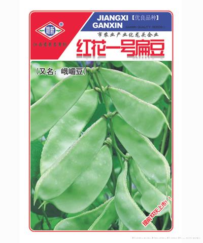 红花一号扁豆—扁豆种子