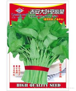 吉安大叶空心菜—青梗菜种子