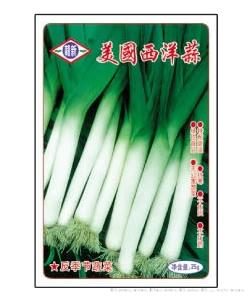 美国西洋蒜—大葱种子