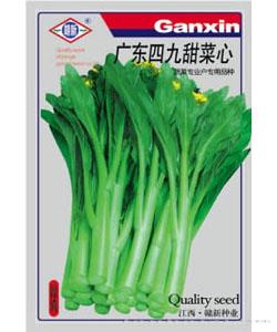 广东四九甜菜心—青梗菜种子