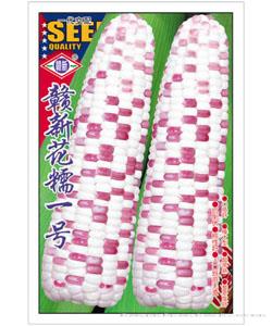 花糯一号—玉米种子