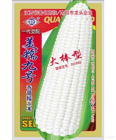 美糯九号—玉米种子