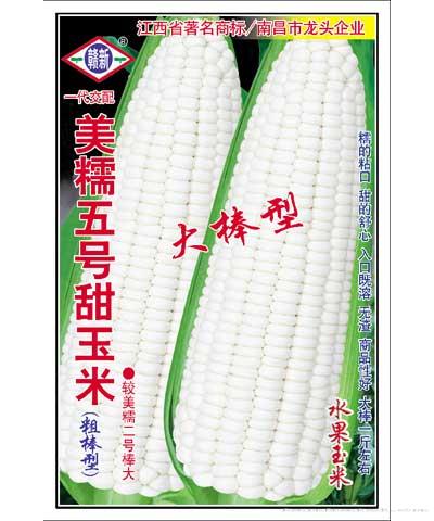 美糯五号—玉米种子