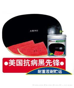 黑先锋—西瓜种子