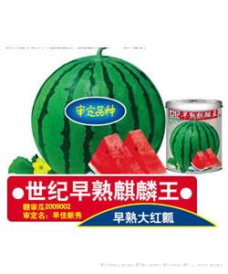 麒麟王—西瓜种子