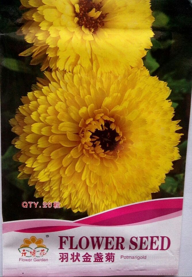 羽状金盏菊