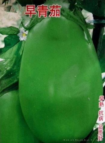 早青茄 