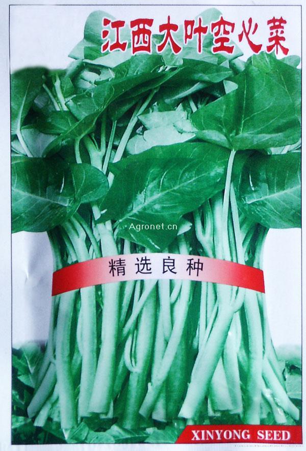 江西大叶空心菜—蕹菜种子