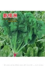 新绿洲