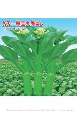 翠宝九号菜心