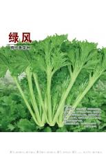 绿风精纯香菜