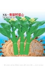 无斑油麦菜