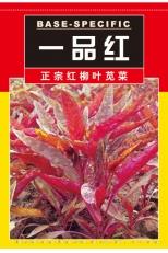 一品红