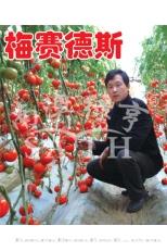 梅赛德斯