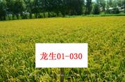 龙生01-030