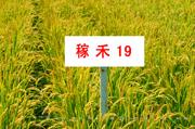 稼禾19