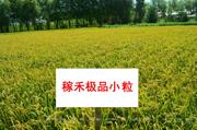 稼禾极品小粒