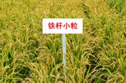 铁杆小粒