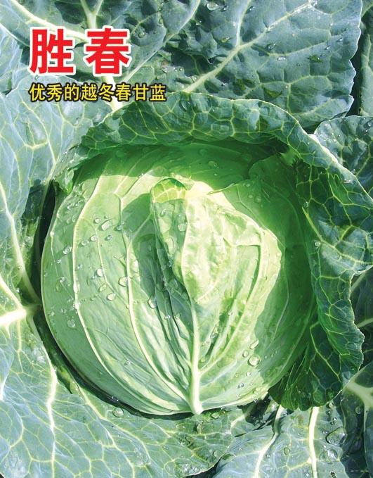 胜春