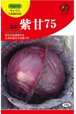 紫甘75