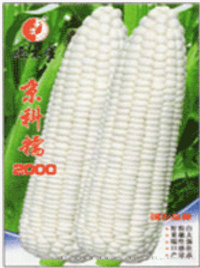 金科糯2000