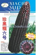 珍黑糯六号