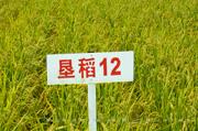 垦稻12 
