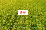 普粘7