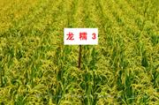龙糯3