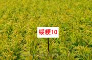 绥粳10