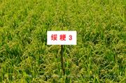 绥粳3