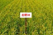 龙粳38