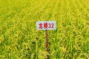 龙粳32