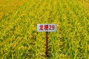 龙粳29