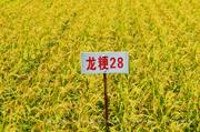 龙粳28
