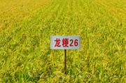 龙粳26