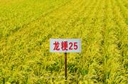 龙粳25